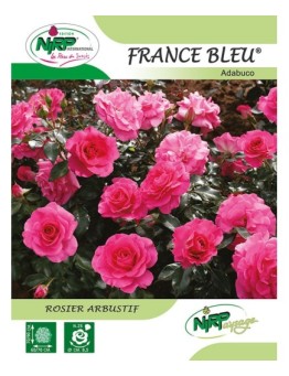Rosier arbustif FRANCE BLEU ® *