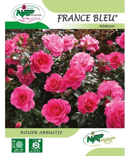 Rosier arbustif FRANCE BLEU ® *