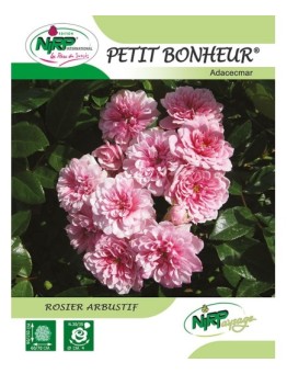 Rosier arbustif PETIT BONHEUR ® *