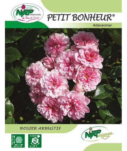 Rosier arbustif PETIT BONHEUR ® *