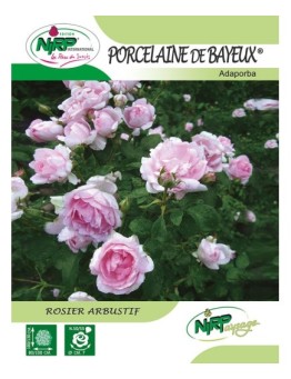 Rosier arbustif PORCELAINE DE BAYEUX ® *