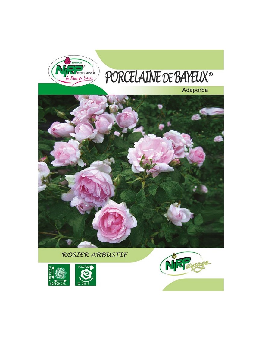 Rosier arbustif PORCELAINE DE BAYEUX ® *