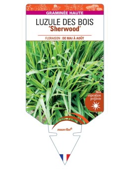 LUZULA sylvatica Sherwood voir Luzule des Bois