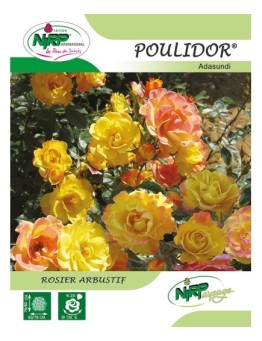 Rosier arbustif POULIDOR ® *