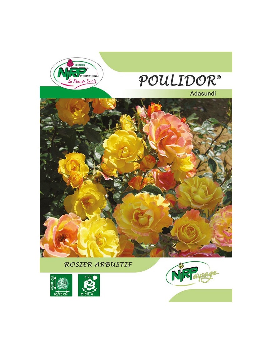 Rosier arbustif POULIDOR ® *