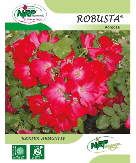 Rosier arbustif ROBUSTA ® *