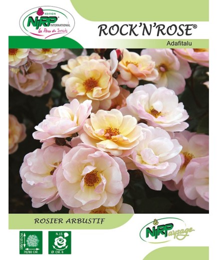 Rosier arbustif ROCK'N ROSE ® *