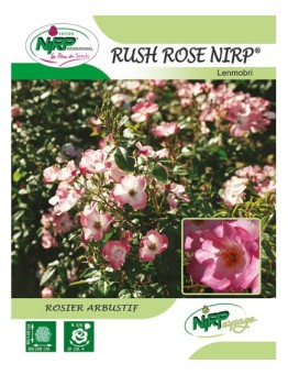 Rosier arbustif RUSH  ROSE NIRP ® *