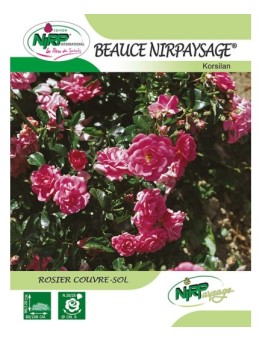 Rosier couvre-sol BEAUCE NIRPAYSAGE ® *