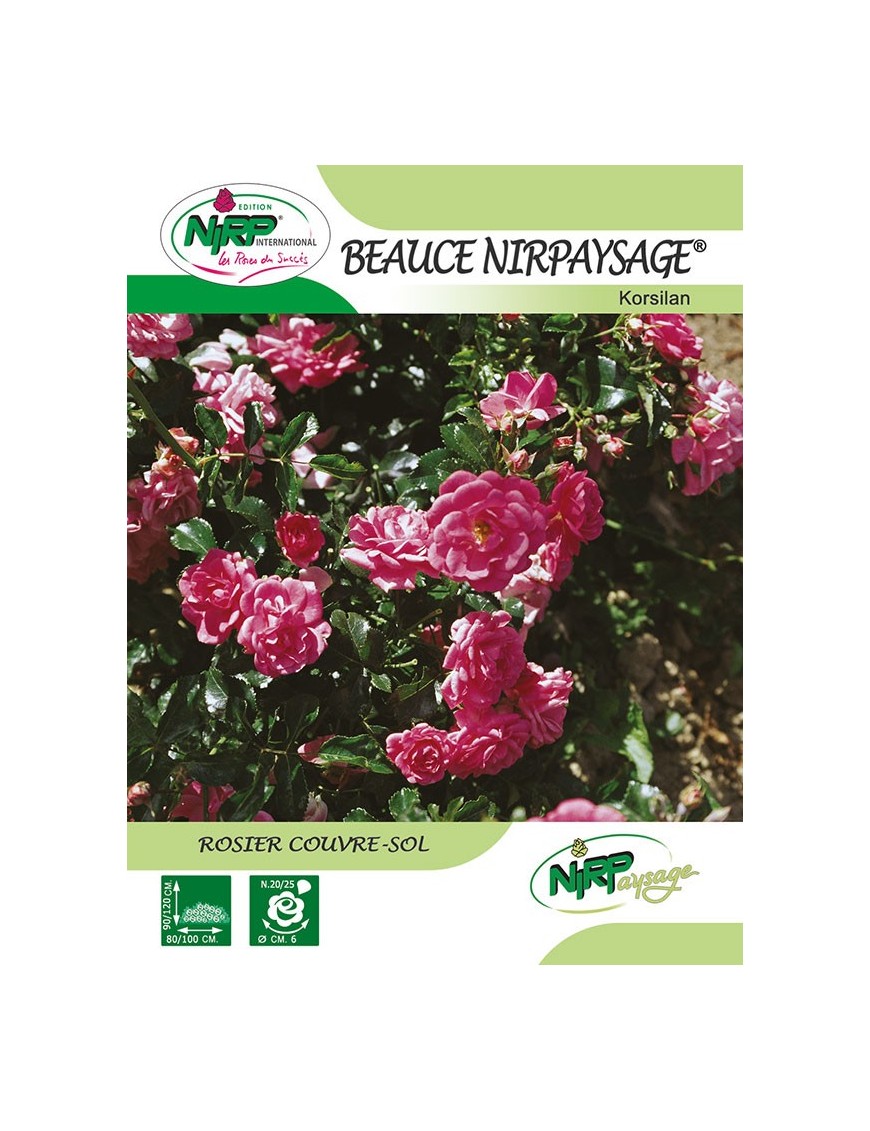 Rosier couvre-sol BEAUCE NIRPAYSAGE ® *