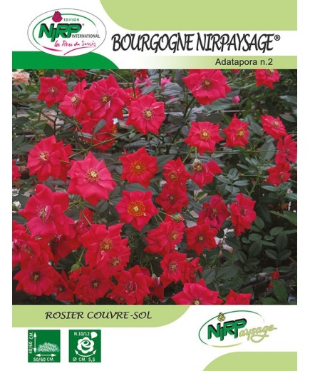 Rosier couvre-sol BOURGOGNE NIRPAYSAGE ® *