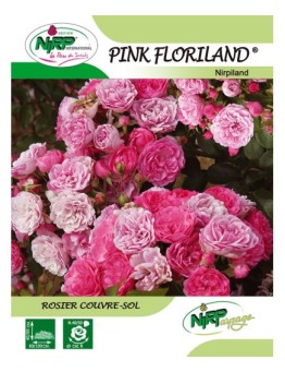 Rosier couvre-sol PINK FLORILAND ® *