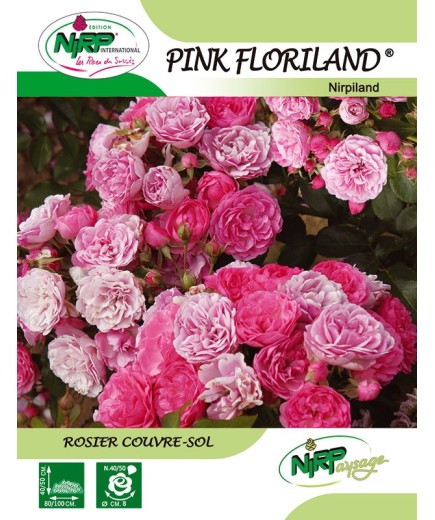 Rosier couvre-sol PINK FLORILAND ® *