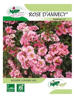 Rosier couvre-sol ROSE D'ANNECY ® *