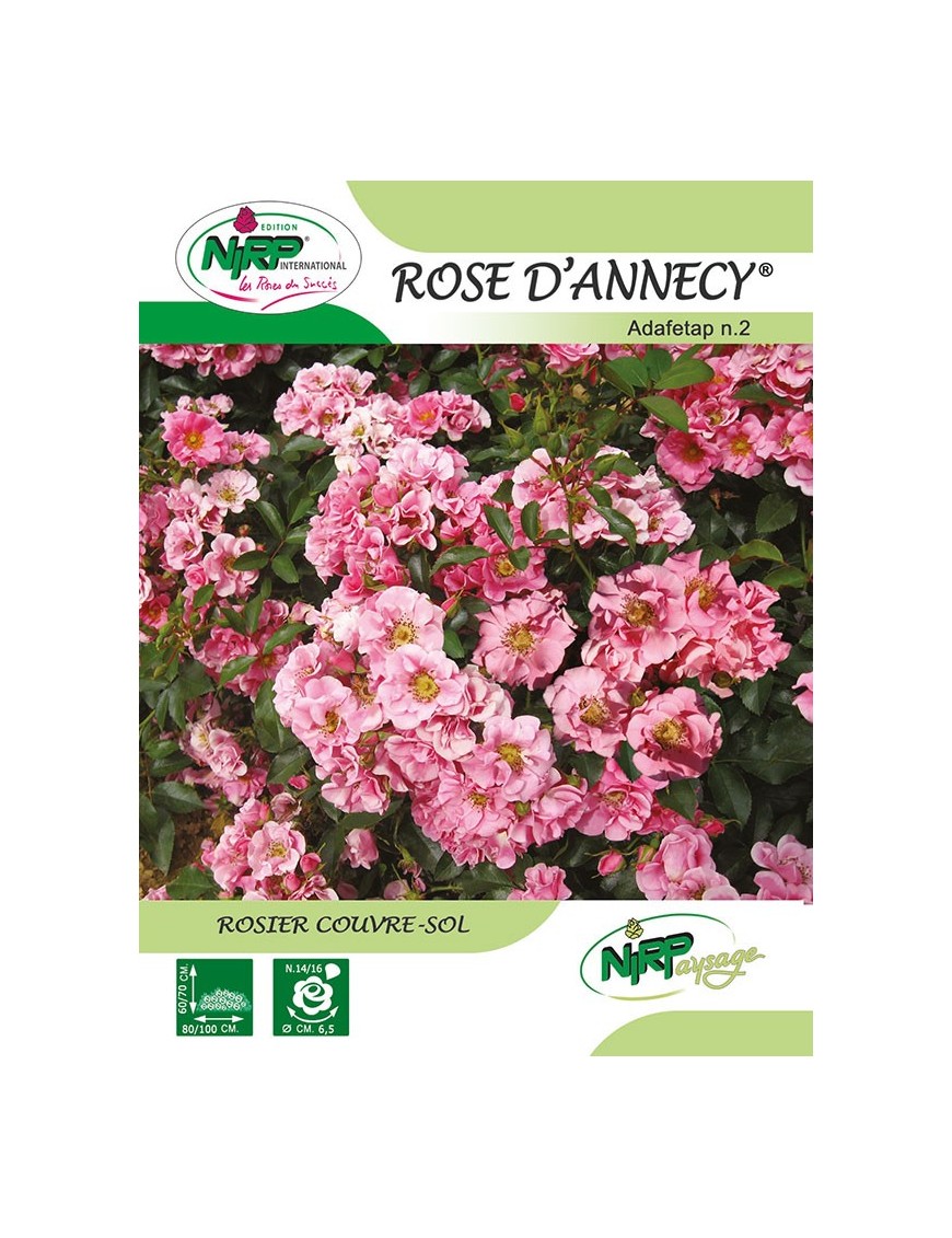 Rosier couvre-sol ROSE D'ANNECY ® *
