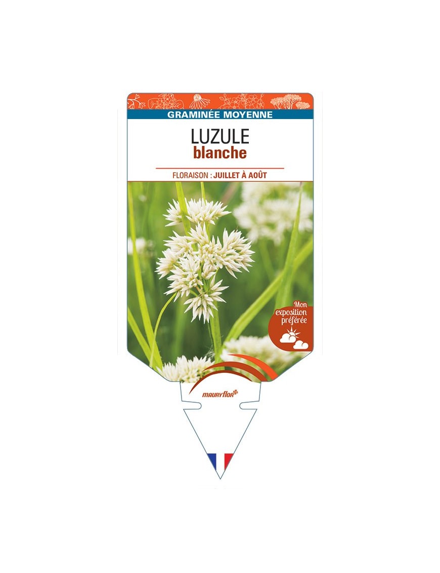LUZULEA nivea voir Luzule blanche
