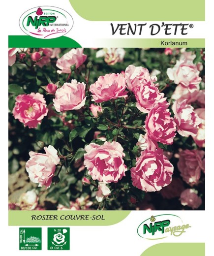 Rosier couvre-sol VENT D'ETE ® *