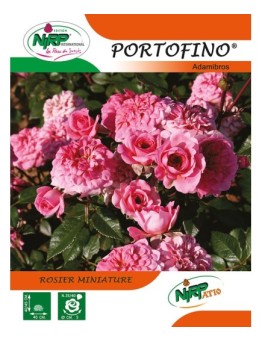 Rosier miniature PORTOFINO ® *