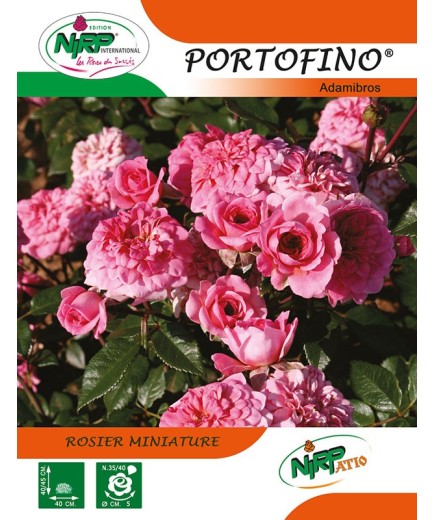 Rosier miniature PORTOFINO ® *