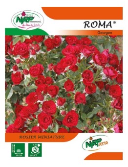 Rosier miniature ROMA ® *