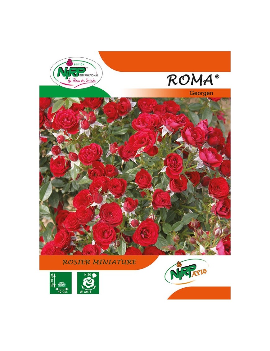 Rosier miniature ROMA ® *