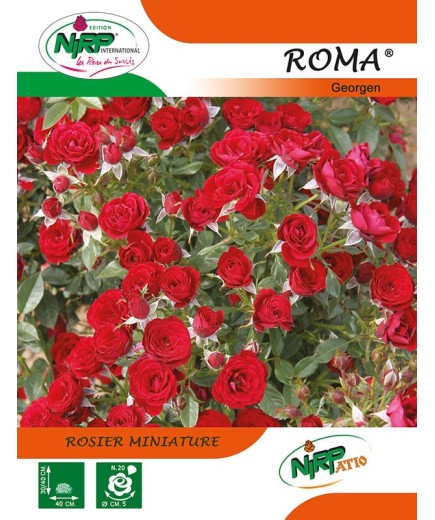 Rosier miniature ROMA ® *