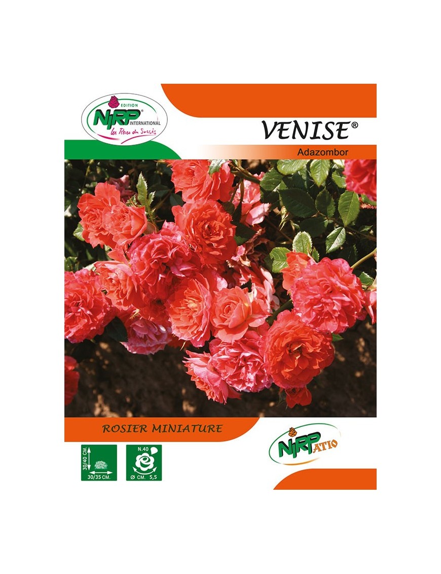 Rosier miniature VENISE ® *