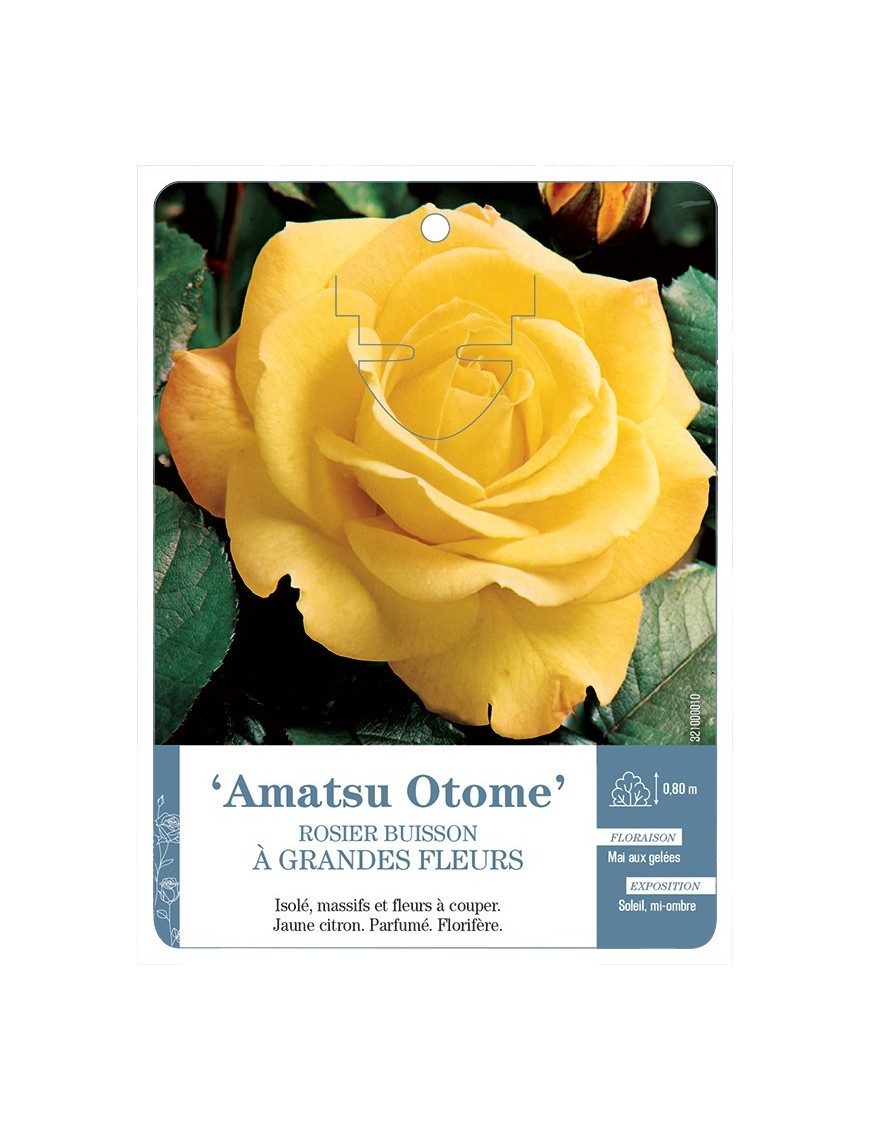 Rosier à grandes fleurs AMATSU OTOME *