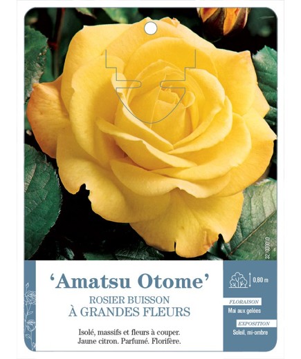 Rosier à grandes fleurs AMATSU OTOME *