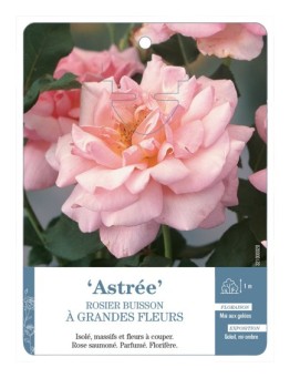 Rosier à grandes fleurs ASTRÉE