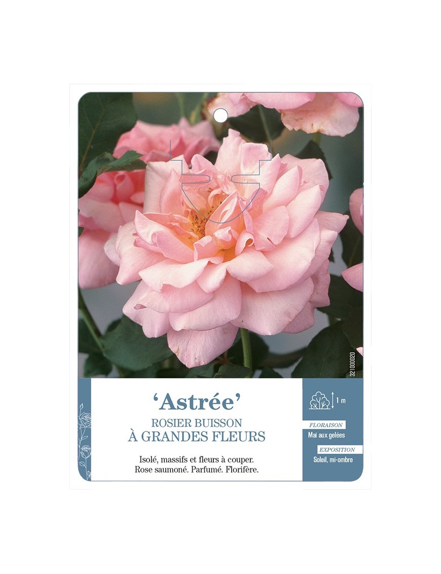 Rosier à grandes fleurs ASTRÉE