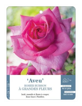 Rosier à grandes fleurs AVEU