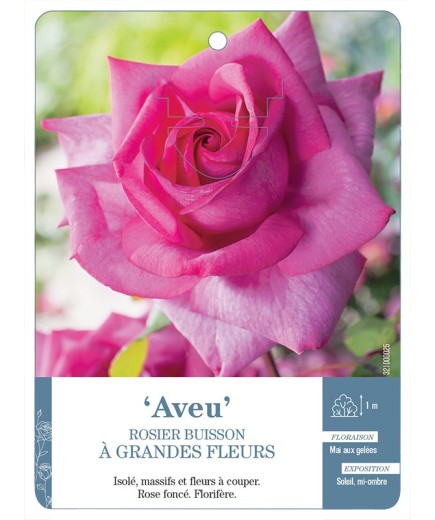 Rosier à grandes fleurs AVEU