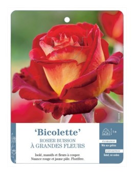 Rosier à grandes fleurs BICOLETTE