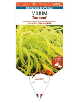 MILIUM (effusum) Aureum