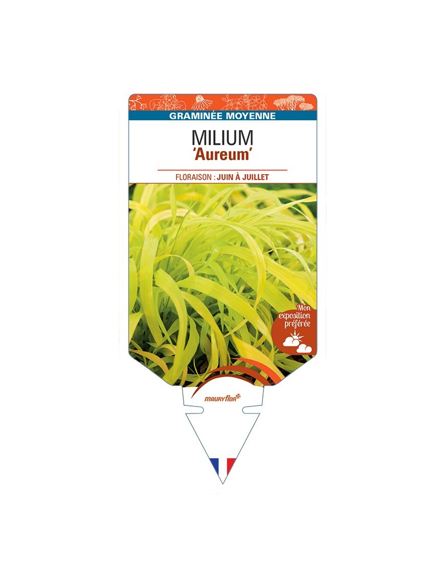 MILIUM (effusum) Aureum