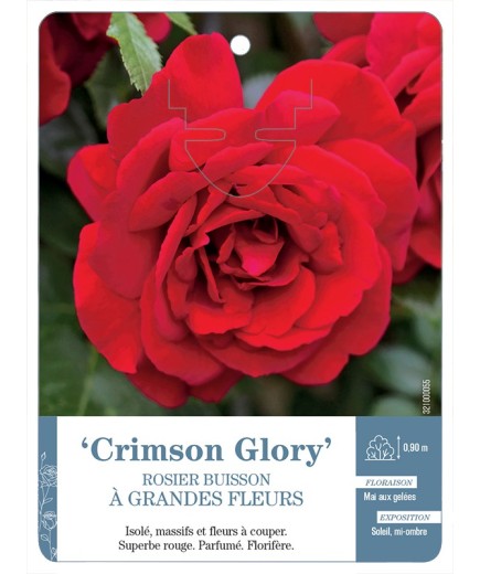 Rosier à grandes fleurs CRIMSON GLORY *