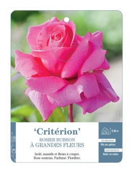 Rosier à grandes fleurs CRITÉRION