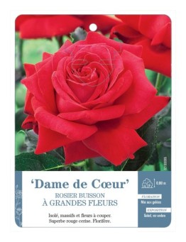 Rosier à grandes fleurs DAME DE COEUR