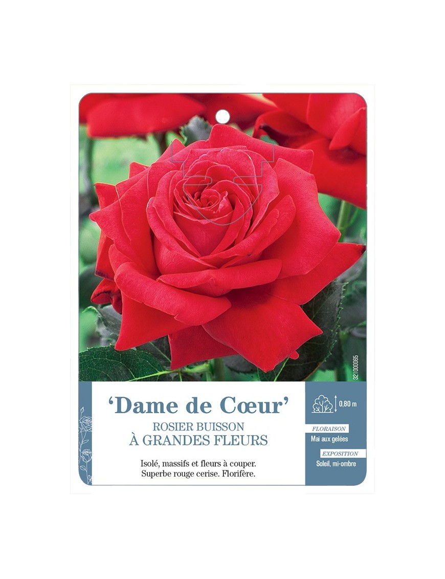 Rosier à grandes fleurs DAME DE COEUR