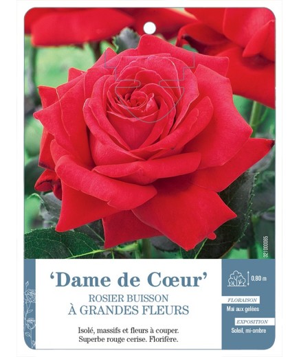 Rosier à grandes fleurs DAME DE COEUR