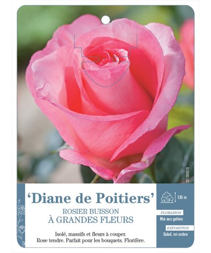 Rosier à grandes fleurs DIANE DE POITIERS