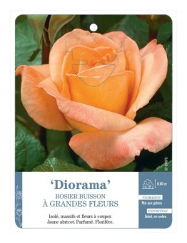 Rosier à grandes fleurs DIORAMA