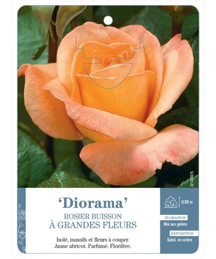 Rosier à grandes fleurs DIORAMA