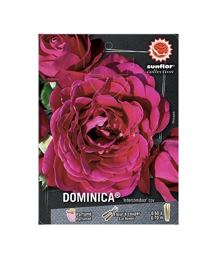 Rosier à grandes fleurs DOMINICA ® Intercomdoor