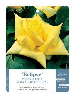 Rosier à grandes fleurs ECLIPSE *