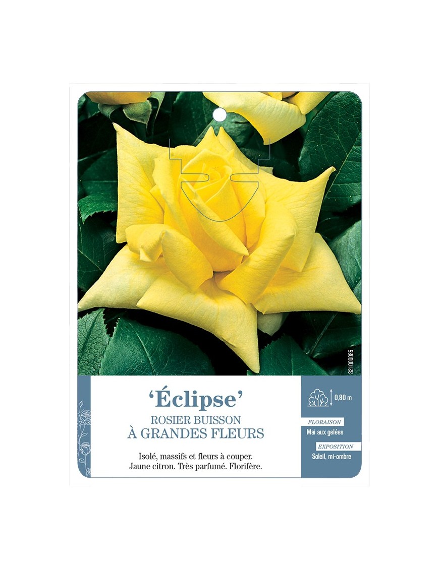 Rosier à grandes fleurs ECLIPSE *