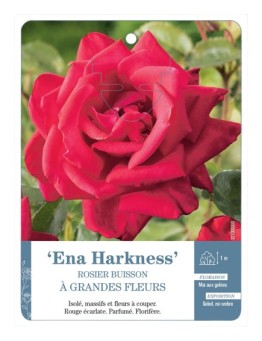 Rosier à grandes fleurs ENA HARKNESS