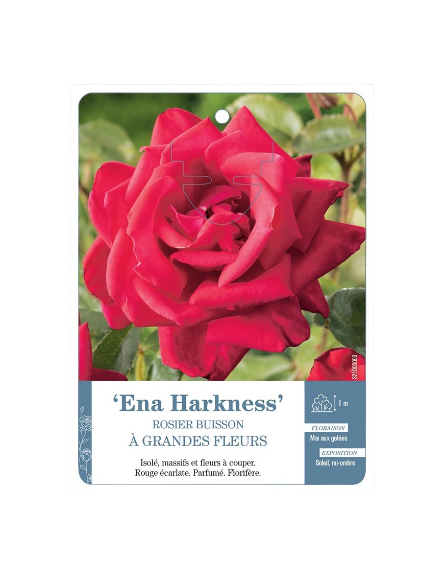 Rosier à grandes fleurs ENA HARKNESS