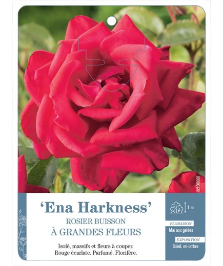 Rosier à grandes fleurs ENA HARKNESS